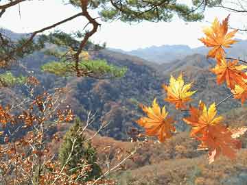 玉田打胎药含有黄体酮吗（打胎药里面有什么成分）